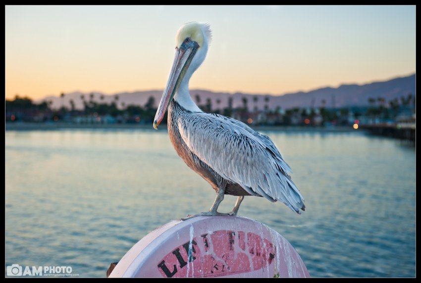 Save the Pelicans!