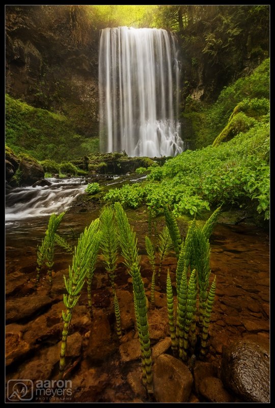 Birth of a Forest