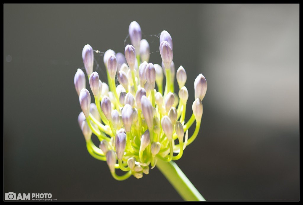 Flower, Straight out of the camera